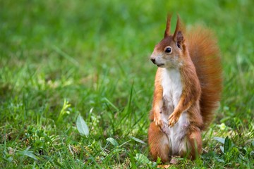 Eichhörnchen 2 © Karl-Heinz Schmidt