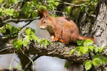 Eichhörnchen 11 © Karl-Heinz Schmidt