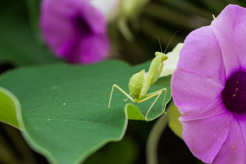 Mantis  on Green Leaf and flower