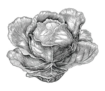 Cabbage Hand Drawing Vintage Engraving Illustration