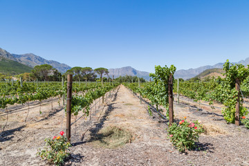 Fototapeta na wymiar A South African Vineyard