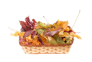 Composition of autumn leaves.