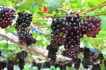 Fresh organic grape plantation in vineyard, agriculture and food concept