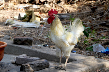 cock