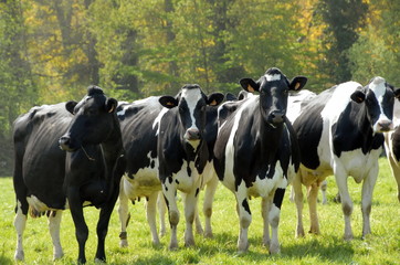 vaches de race Holstein au pré, France