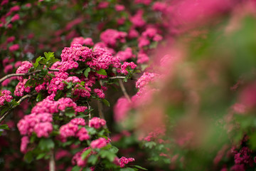 Obraz premium Pink flowers on a tree branch