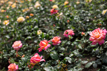 Fototapeta na wymiar Red rose in the garden
