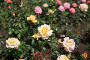 White rose in the garden