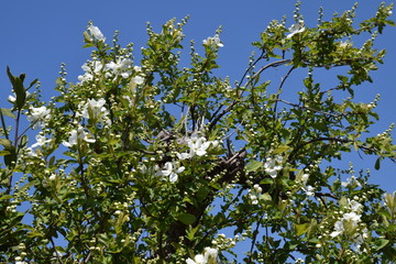 Fototapeta premium Clean white flowers 