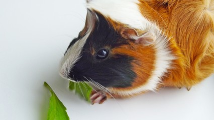 Beautiful Guinea pig on a white background.