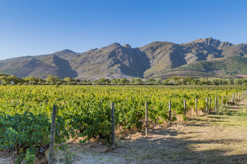 A South African Vineyard