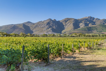 Naklejka premium A South African Vineyard
