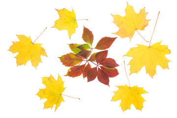 Composition of autumn leaves