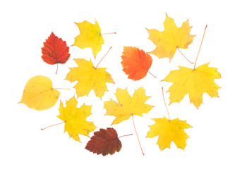 Composition of autumn leaves