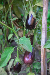 aubergines