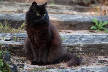Chat