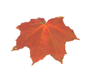 Leaf of maple close-up.