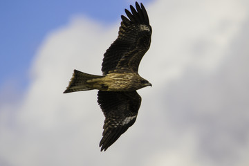 ワシ、トンビ飛行