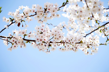 cherry blossoms 