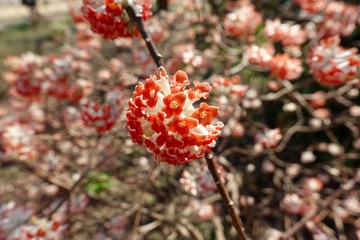 アカバナミツマタ