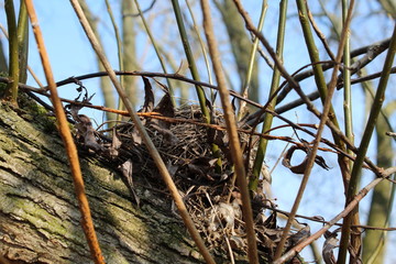 Vogelnest im Baum