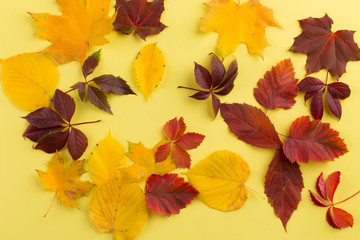 Background of autumn leaves.
