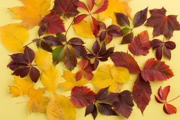 Background of autumn leaves.