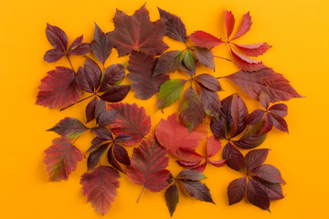 Background of autumn leaves.