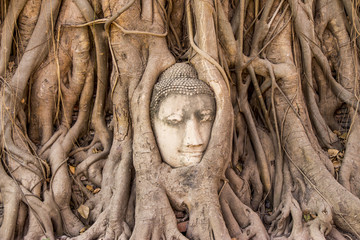 Buddha head in banyan tree wat mahatad Ayutthaya Thailand