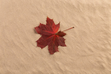 Sand background with autumn leaves.