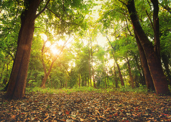 Obraz premium Sunlight in the forest, forest landscape photography.