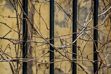 Dry vine covered with a forged fence