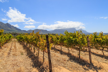 Fototapeta na wymiar A Vineyard in Cape Town