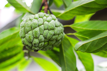 Obraz premium Green custard apple on brach tree