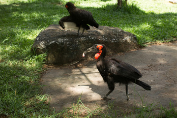 bird at the zoo. red book