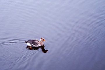 Anser anser goose on the water in park