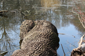 Großer Baumstamm im Wasser