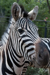 Fototapeta na wymiar Close up of the face of a Zebra