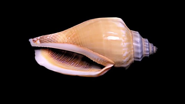 Seashell Isolated on Black Background &ndash; Close-up, Detail