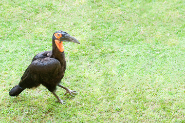 Southern Ground Hornbill on the green grass