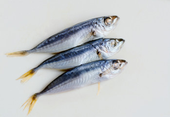 Fresh mackerel fishes on white background
