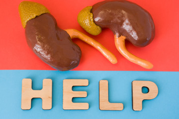Kidneys with Help word. Anatomical model of kidney and adrenal gland is on red background, below letters that make word Help on blue background. Medical care, diagnosis, treatment for organ