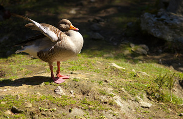 Wild goose from profile