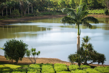 Views of tea plantation, a lake and palm trees.