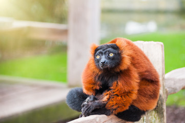 Red ruffed lemur sitting on the fence in Artis Zoo, Amsterdam © smallredgirl