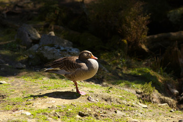 Adult wild goose from profile