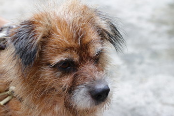 Cute dog animal close up 