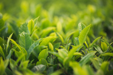 Green tea bud and fresh leaves. Tea plantations.