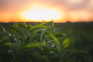 Green tea bud and fresh leaves. Tea plantations.