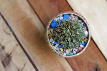 Green cactus in pot on wooden background 
